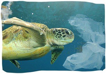 2050 yılında okyanuslarda balıklardan daha fazla plastik olması öngörülüyor...